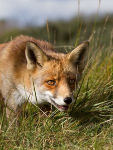 Preview wallpaper fox, grass, hunting, muzzle, eyes