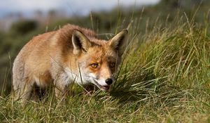 Preview wallpaper fox, grass, hunting, muzzle, eyes