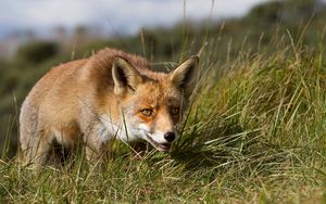 Preview wallpaper fox, grass, hunting, muzzle, eyes