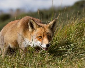 Preview wallpaper fox, grass, hunting, muzzle, eyes