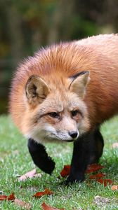 Preview wallpaper fox, grass, leaves, autumn, alertness, hunting