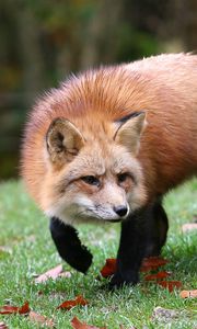 Preview wallpaper fox, grass, leaves, autumn, alertness, hunting