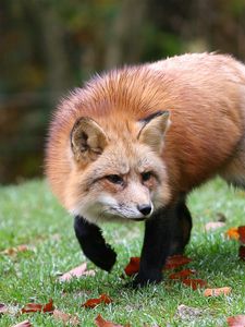 Preview wallpaper fox, grass, leaves, autumn, alertness, hunting