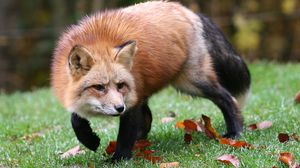 Preview wallpaper fox, grass, leaves, autumn, alertness, hunting