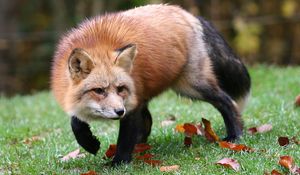 Preview wallpaper fox, grass, leaves, autumn, alertness, hunting