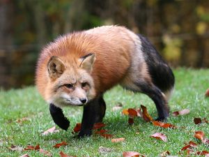 Preview wallpaper fox, grass, leaves, autumn, alertness, hunting