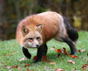 Preview wallpaper fox, grass, leaves, autumn, alertness, hunting