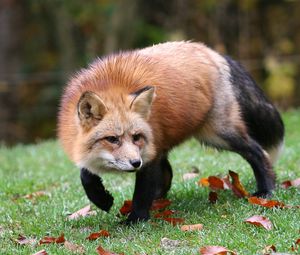 Preview wallpaper fox, grass, leaves, autumn, alertness, hunting