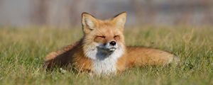Preview wallpaper fox, grass, lie