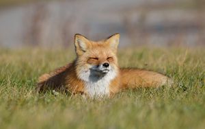 Preview wallpaper fox, grass, lie