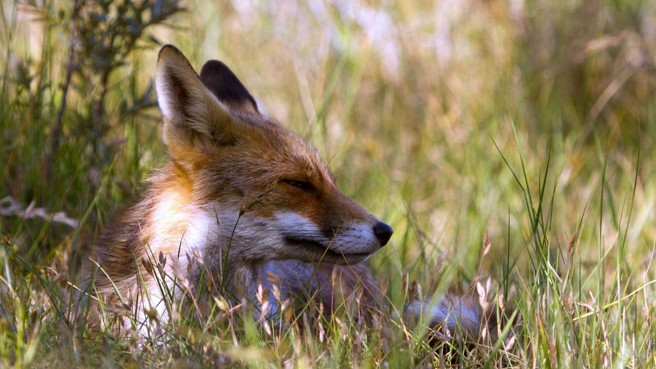 Wallpaper fox, grass, lie