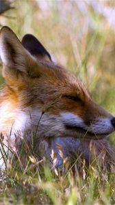 Preview wallpaper fox, grass, lie