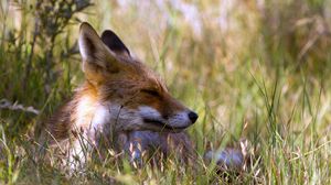 Preview wallpaper fox, grass, lie