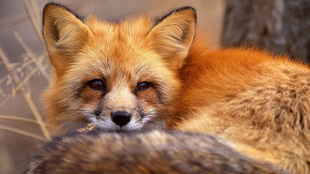 Wallpaper fox, grass, lie, face, hair