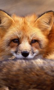 Preview wallpaper fox, grass, lie, face, hair