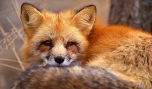 Preview wallpaper fox, grass, lie, face, hair