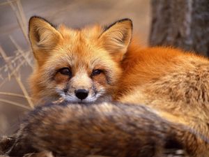 Preview wallpaper fox, grass, lie, face, hair