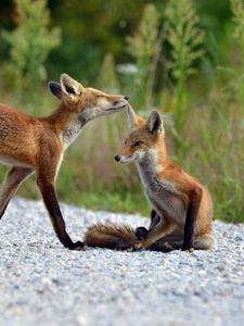 Preview wallpaper fox, grass, lie, couple