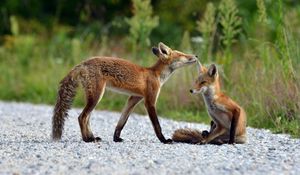 Preview wallpaper fox, grass, lie, couple