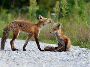 Preview wallpaper fox, grass, lie, couple