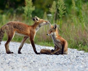 Preview wallpaper fox, grass, lie, couple