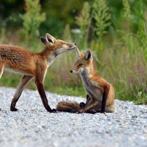 Preview wallpaper fox, grass, lie, couple