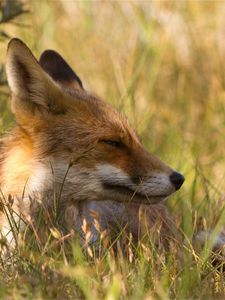 Preview wallpaper fox, grass, lie down, face