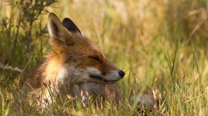 Preview wallpaper fox, grass, lie down, face