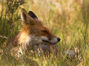 Preview wallpaper fox, grass, lie down, face