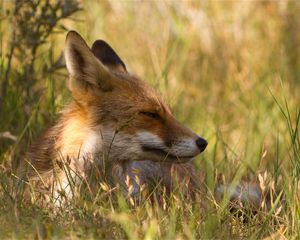 Preview wallpaper fox, grass, lie down, face