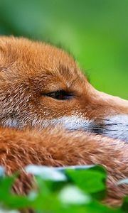 Preview wallpaper fox, grass, muzzle, hunting