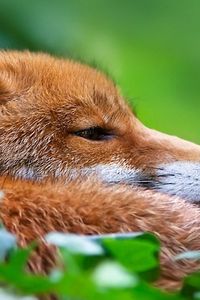 Preview wallpaper fox, grass, muzzle, hunting