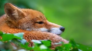 Preview wallpaper fox, grass, muzzle, hunting