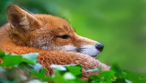 Preview wallpaper fox, grass, muzzle, hunting