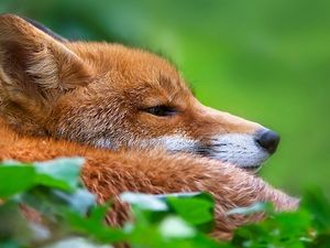 Preview wallpaper fox, grass, muzzle, hunting