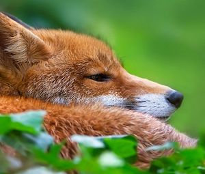Preview wallpaper fox, grass, muzzle, hunting