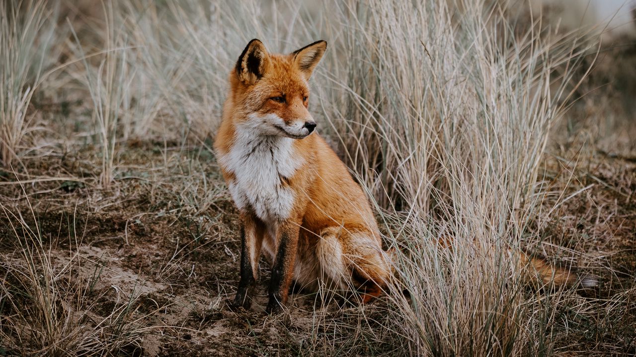 Wallpaper fox, grass, predator, sits, wildlife