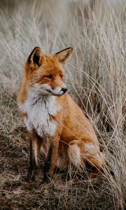 Preview wallpaper fox, grass, predator, sits, wildlife