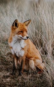 Preview wallpaper fox, grass, predator, sits, wildlife