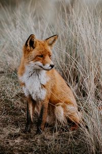 Preview wallpaper fox, grass, predator, sits, wildlife