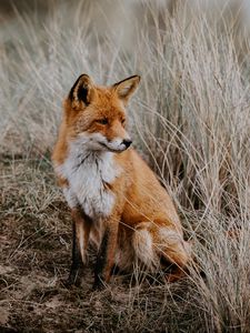 Preview wallpaper fox, grass, predator, sits, wildlife