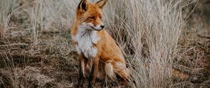 Preview wallpaper fox, grass, predator, sits, wildlife