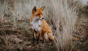 Preview wallpaper fox, grass, predator, sits, wildlife