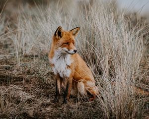 Preview wallpaper fox, grass, predator, sits, wildlife