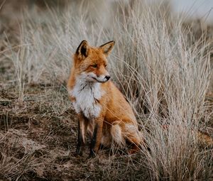 Preview wallpaper fox, grass, predator, sits, wildlife