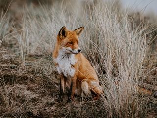 320x240 Wallpaper fox, grass, predator, sits, wildlife