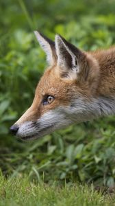 Preview wallpaper fox, grass, profile