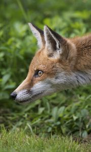 Preview wallpaper fox, grass, profile