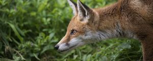 Preview wallpaper fox, grass, profile