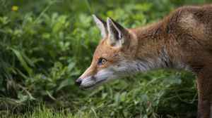 Preview wallpaper fox, grass, profile
